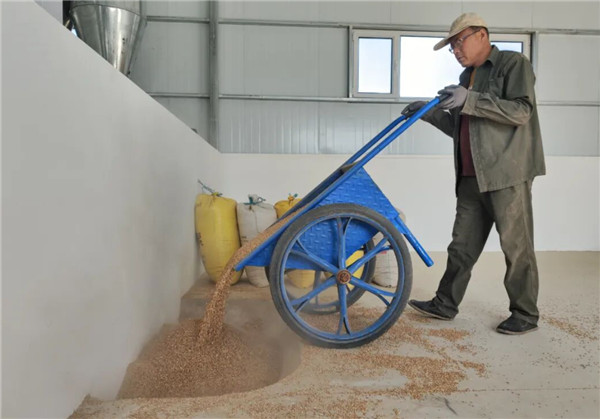 UGOOD Group Promotes Wheat Flour Industry Development of Luotuo Town(pic3)