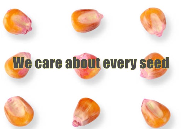 Large Automatic Corn Seeds Thresher for Commercial Use(pic1) Large Automatic Corn Seeds Thresher for Commercial Use(pic1)