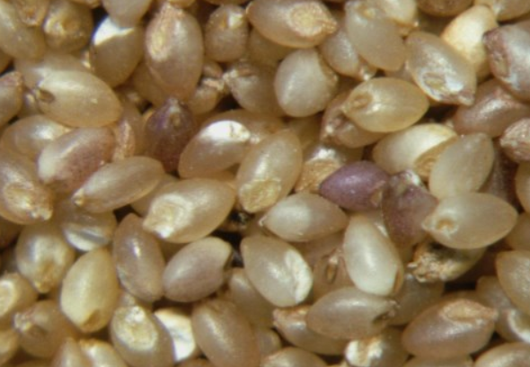 Seeds Fuzz Fluff Removing Cleaning Brush Machine for Vegetable Grain Seeds Seeds Fuzz Fluff Removing Cleaning Brush Machine for Vegetable Grain Seeds(pic2)