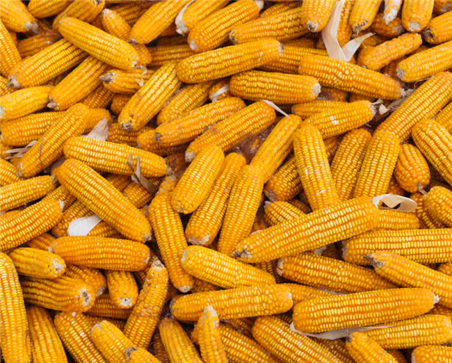 Seeds Corn Maize Ears Cobs Drying Line Steel Structure Stationary Building(pic3) Seeds Corn Maize Ears Cobs Drying Line Steel Structure Stationary Building(pic2)
