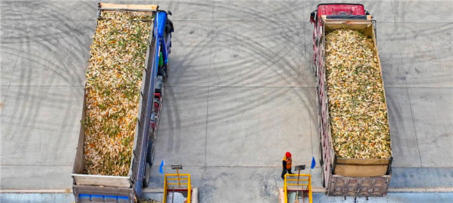 UGOOD Seeds Corn Ears Processing Line in Zhangye(pic2)