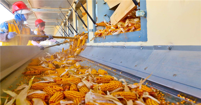 UGOOD Seeds Corn Ears Processing Line in Zhangye(pic4)