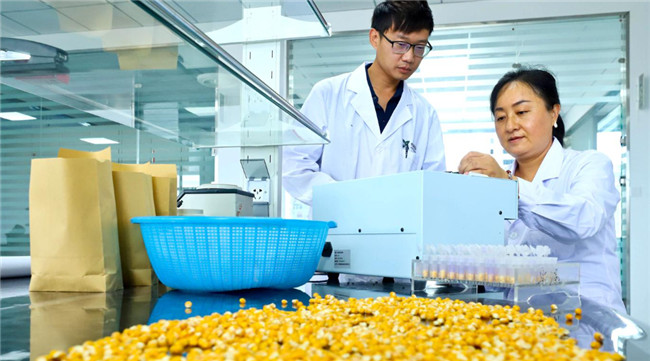UGOOD Seeds Corn Ears Processing Line in Zhangye(pic5)