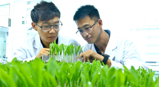 UGOOD Seeds Corn Ears Processing Line in Zhangye(pic6)