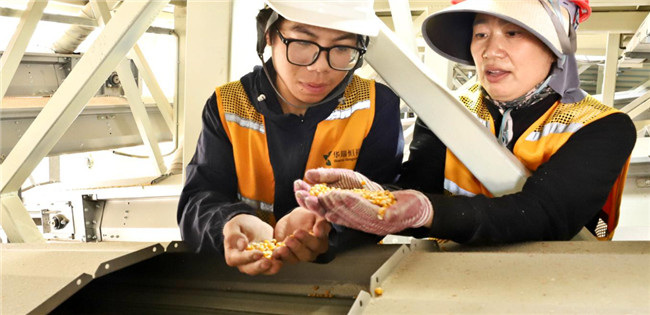 UGOOD Seeds Corn Ears Processing Line in Zhangye(pic7)