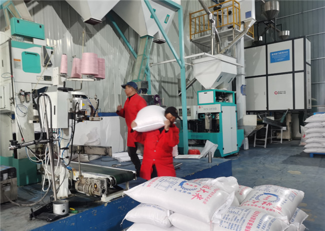 UGOOD 5G Smart Rice Processing Line in Jiwa Rice Industry(pic2) UGOOD 5G Smart Rice Processing Line in Jiwa Rice Industry(pic2)