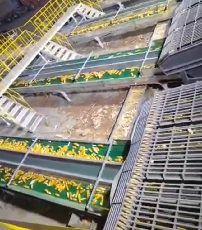 UGOOD Seeds Corn Ears Processing Line in Zhangye(pic3)